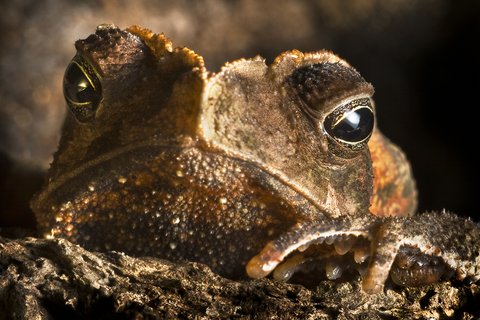 Crested Toad For Sale, Crested Toad For Sale Near Me, Crested Toad For Sale Cheap, Crested Toad For Sale Uk, Crested Toad For Sale Usa, Crested Toad For Sale Canada, Crested Toad For Sale Europe, Baby Crested Toad For Sale